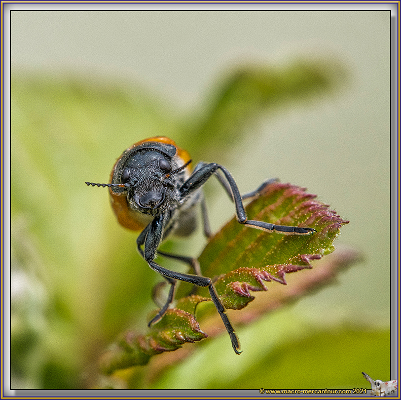 Chrysomelide